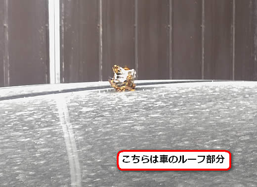 アシナガバチ注意点自家用車
